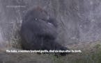 Endangered baby gorilla dies six days after birth