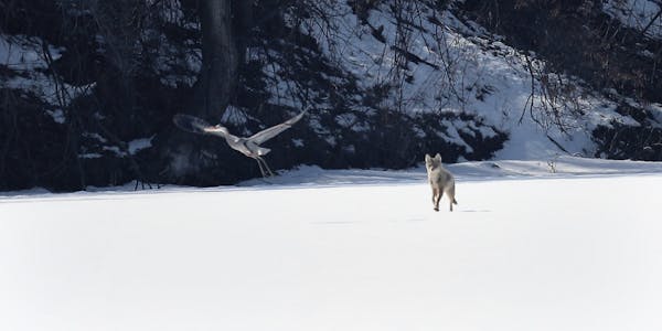 A great blue heron flew out of range of a pursuing coyote on Pickerel Lake in Lilydale in April 2018.