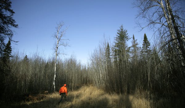 Phased logging has proven to be a great way to improve habitat for wildlife like grouse.
