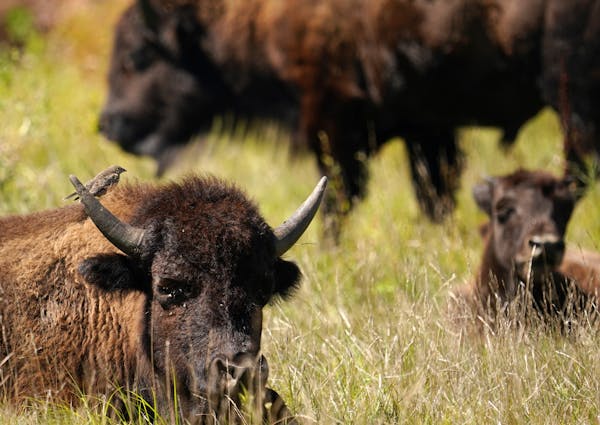 Minneopa State Park in Mankato is one of three sites in the state that’s home to some of the 150 bison carefully cultivated by the Minnesota Zoo and