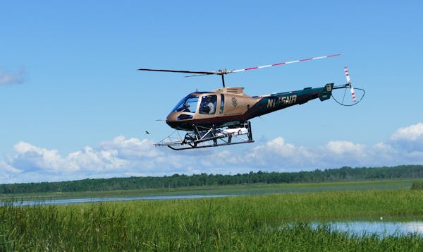 A DNR helicopter has been used this summer to spray herbicide to kill hybrid cattails in shallow lakes and marshes favored by ducks. The invasive plan