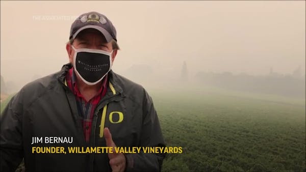 West Coast winemakers fear smoke damage to grapes