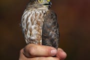 John Richardson, the Hawk Ridge fall count director, showed off a sharp-shinned hawk to visitors. The hawk was caught in their banding center and was 