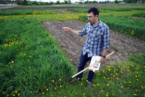 University of Minnesota research Prof. Jacob Jungers checks the growth of Kernza grass at a field at the U’s St. Paul campus in May 2019.