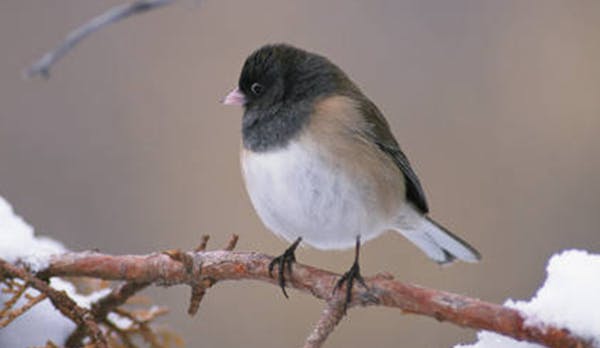Dark-eyed juncos are prepared to ride out winter.