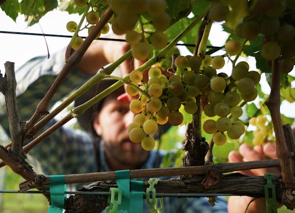 Researcher Colin Zumwalde snipped off a cluster of grapes during the Itasca harvest at the U’s Horticultural Research Center in Victoria.