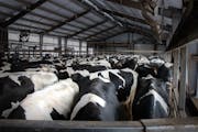 Dairy cows wait outside of the milking parlor at Daley Farms in Lewiston.