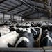 Dairy cows wait outside of the milking parlor at Daley Farms in Lewiston.
