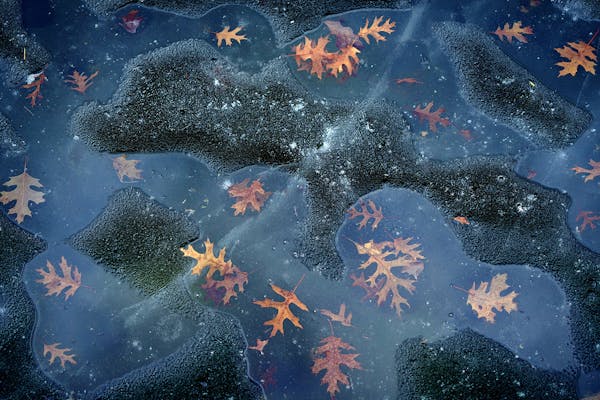 On the surface of Schulze Lake in Eagan, oak leaves that littered the lake after ice up, create enough solar heat to develop mini pools of water as th