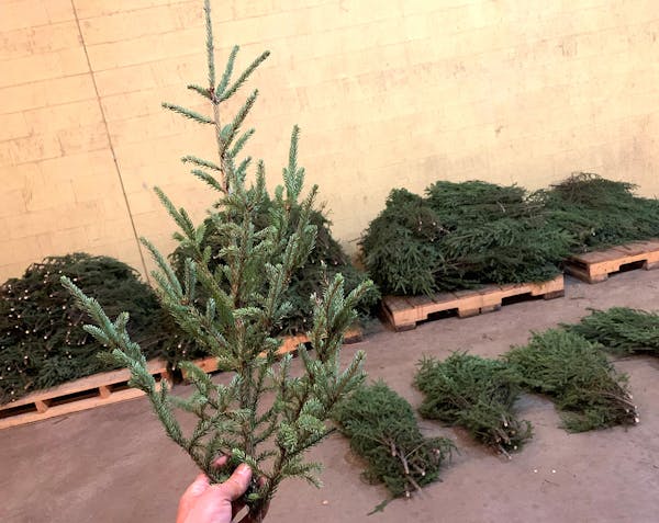 One of the 1,300 spruce tree tops the agency recently seized from alleged thieves who entered a public forest without a harvest permit to cut and sell
