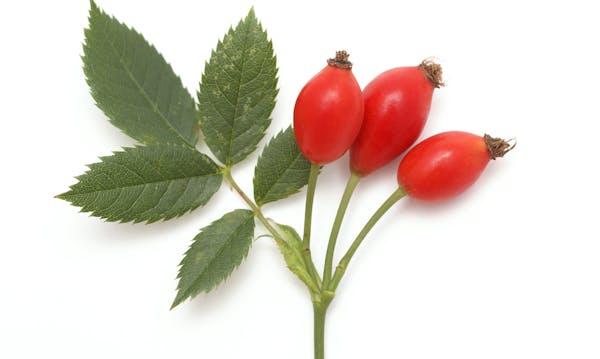 Rose hips can extend the berry-picking season.