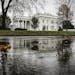The White House is reflected in a puddle, during a rain in Washington, on Thursday, Nov. 12, 2020. It’s not exactly a stampede, but the number of Re