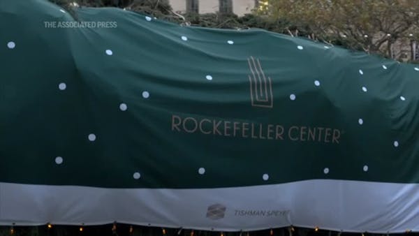 Rockefeller Center Christmas tree lifted into place