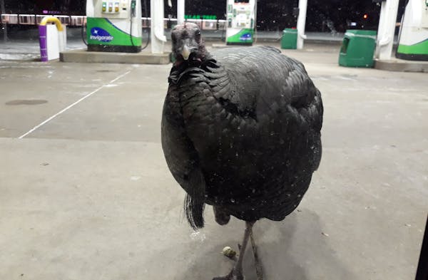 Penny the turkey, in a photo taken by Kimberly Crider, store manager at the BP at 90th and Penn in Bloomington.