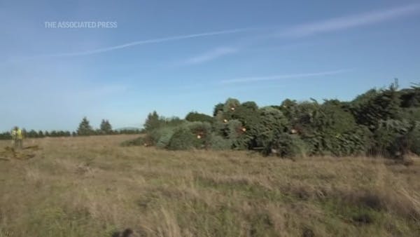 Demand for real Christmas trees up during pandemic