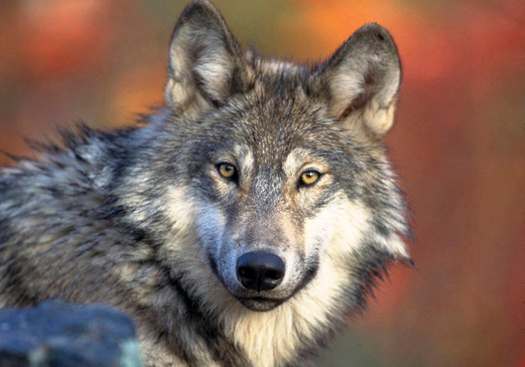 In October, federal wildlife officials announced they were delisting the wolf, removing endangered species protections. 