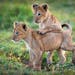 Two lion cubs approximately 10 weeks old in Botswana’s Okavango Delta, as seen in “Planet Earth II.”