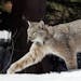The Center for Biological Diversity sued the Minnesota DNR, reigniting a fight over animal trapping that ensnares the protected Canada lynx.