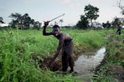 Fousseny Cisse, 15, cleared fields on a cocoa farm in the Ivory Coast in 2001, far from his home in Mali.  The cocoa business is notoriously rife with