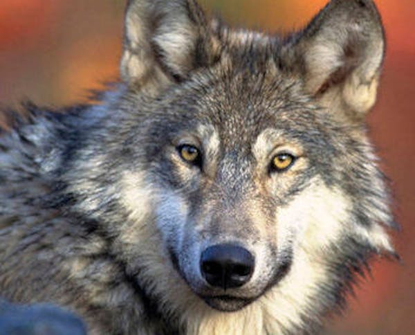 Seven of eight wolves that were moved to Isle Royale National Park from Michipicoten Island in Ontario have started forming packs, securing territory 