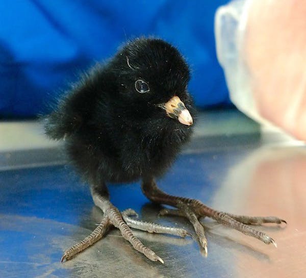 This baby bird looks like it should have a windup key. It’s a Virginia rail, an orphan brought to rehab this summer. Its feet are adult size because