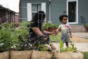 Devin Brown grew vegetables in her yard to help feed residents of her North Minneapolis neighborhood. “North Minneapolis is already a food desert,�