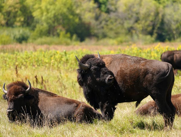 Bison roamed the prairie at Minneopa State Park in Mankato. The last wild bison disappeared from Minnesota 150 years ago.