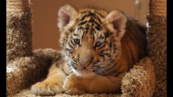 Surprise! It’s a boy tiger cub