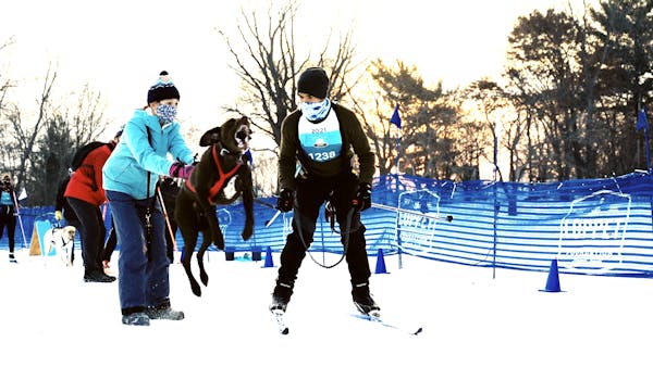 4 paws, two skis and a winter race without fans