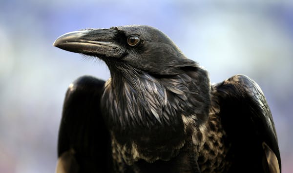 Ravens stand out with their aerial displays and intelligence.