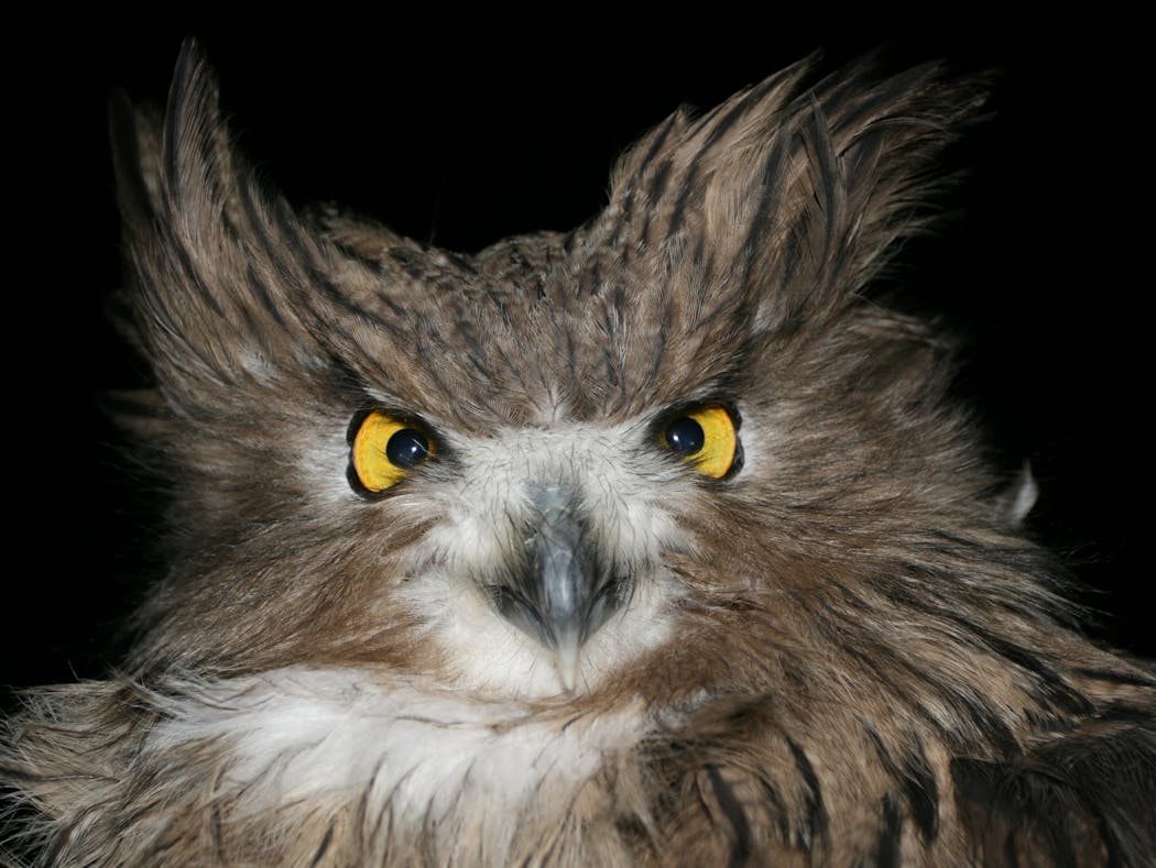 Bad hair days are always a thing for fish owls. Their rough feathers help them stay warm.