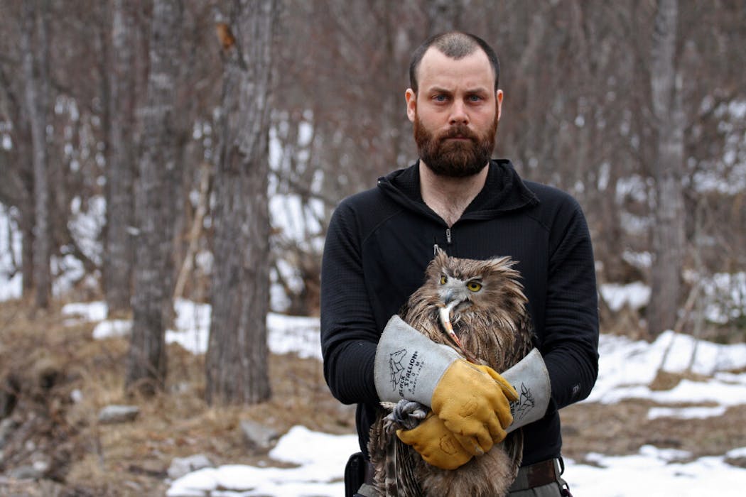 Jonathan C. Slaght holds a fish owl with a fish in its beak.