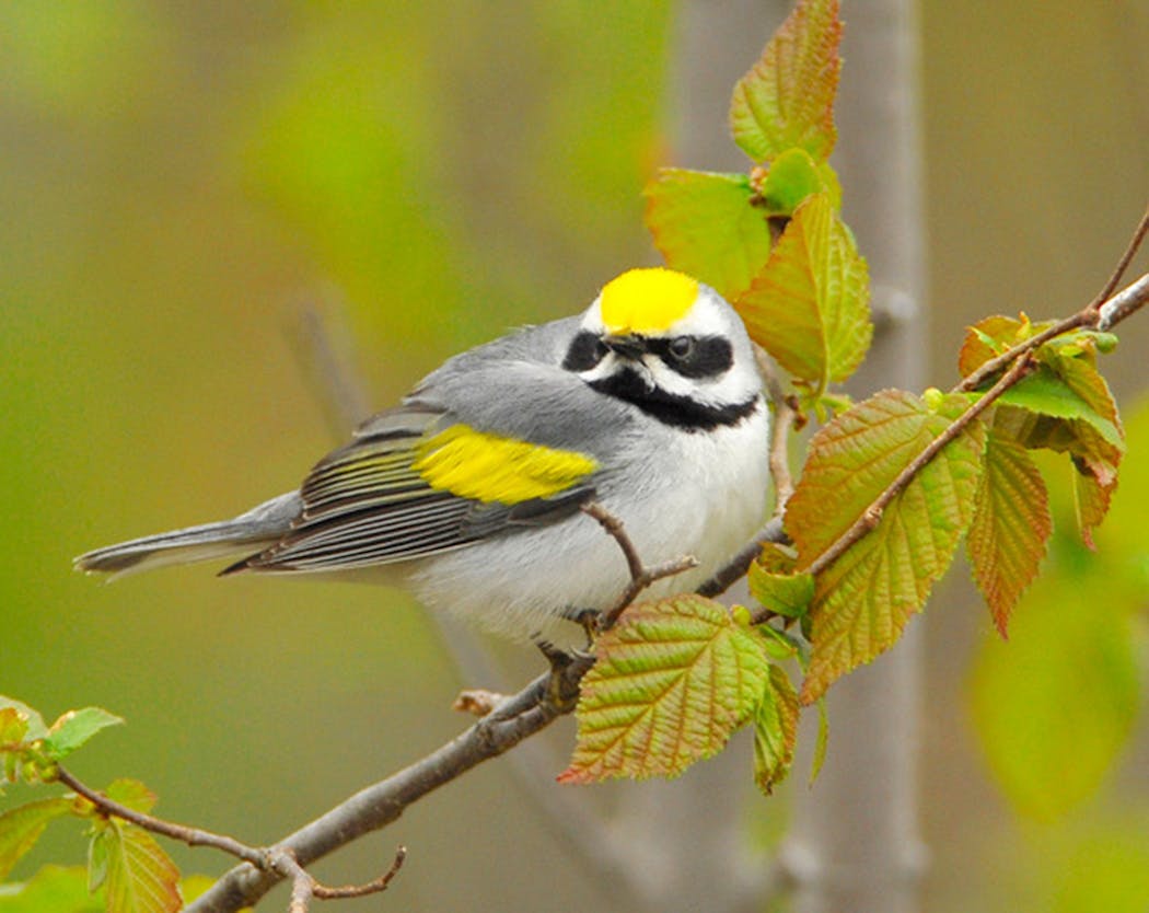 Golden-winged warblers fall into the Near-threatened conservation status.