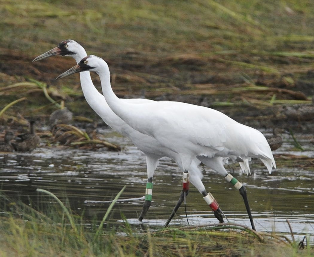 Whooping cranes are listed as Endangered on the conservation list.