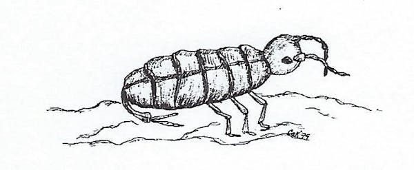 A drawing of a snow flea, aka springtrail, drawn by student Carol A. Kinion for the book “Jim Gilbert’s Nature Notebook” published in 1983.