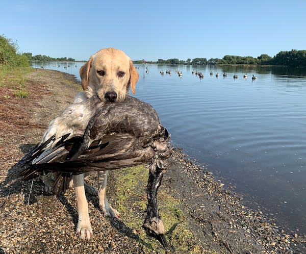 Fella, an 11-month-old Labrador retriever, with his first-ever goose — a bird he circled and barked at before retrieving in September.
