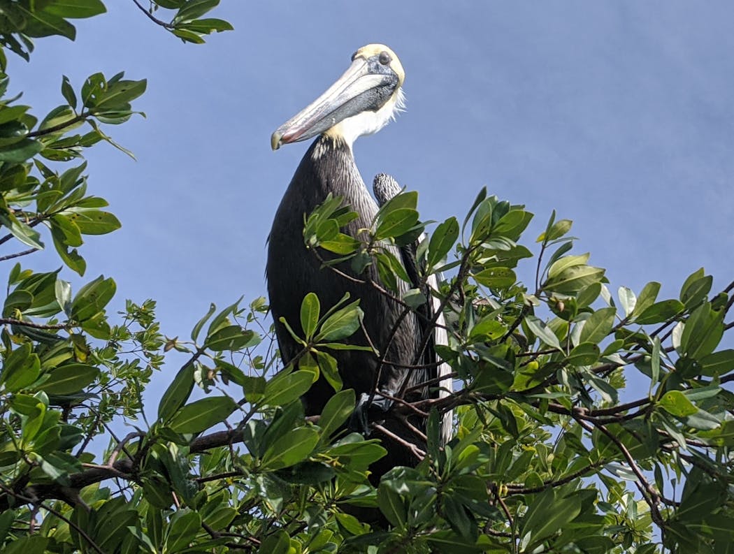 A pelican perches on a mangrove in Bonita Springs, Fla.