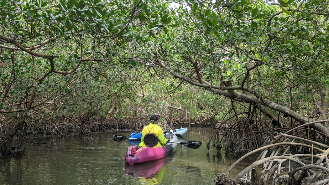 A kayak tour with Seaside Kayaking through a mangrove swamp near Bonita Springs, Fla.