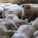 Newly marked pigs at a Centerville, S.D., farm are ready to be shipped to a meatpacking facility. Some employees at slaughterhouse facilities want the