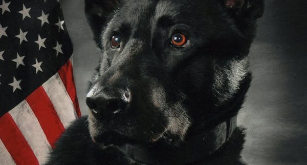 Anoka police said a K-9 named Bravo was shot Sunday, Feb 21, 2021. Bravo and his handler had been asked to help during pursuit of a carjacking suspect