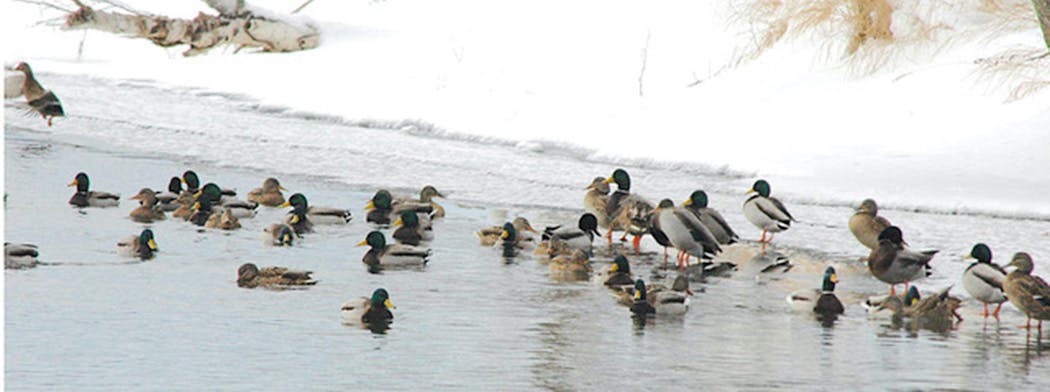 Mallards gather at a creek for underwater food.