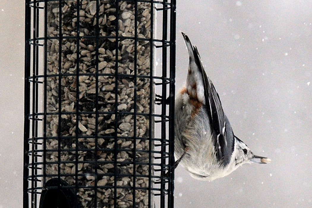 Nuthatches perch head down to feed.