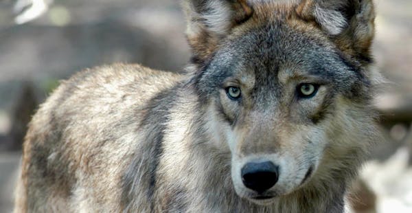 215 Wolves killed in 3-day hunt 119 Quota set for the Wis. hunt