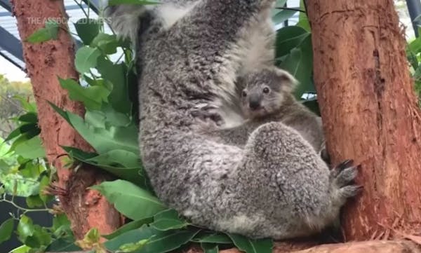 Sydney zoo unveils first baby koala in a year