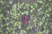 After a drone gets an infrared image of a fawn and its location, the drone snaps a color image like the one above to confirm. Then biologists run in t