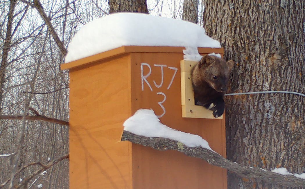 A female fisher at a box in December 2019 in the Remer, Minn., area. She rested for about 16 hours in the box and found it about a month after it was installed.