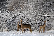 The Minnesota Department of Agriculture found lead in a little more than 7% of venison donated in the last decade to food pantries and shelters across