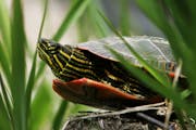 Kicker here Minnesota is one of a dozen states that allow commercial turtle trapping, and one of just six that put no limits on the number of turtles 