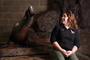 Seal of approval: The next Sparky, with zookeeper Allison Jungheim, was known as Subee.