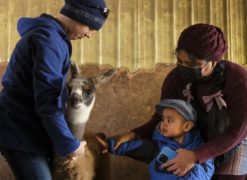 Phyo Wai, of Elk River, held her 2-year old son, Andrew Maung, as he patted a one-day old cria, or baby llama, which was being held by Margaret Thom.